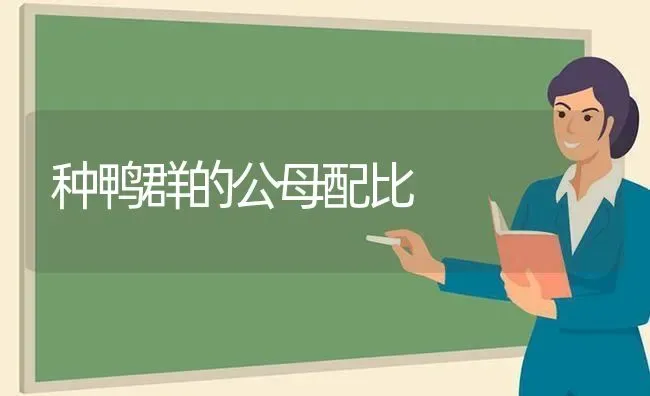 种鸭群的公母配比 | 家禽养殖