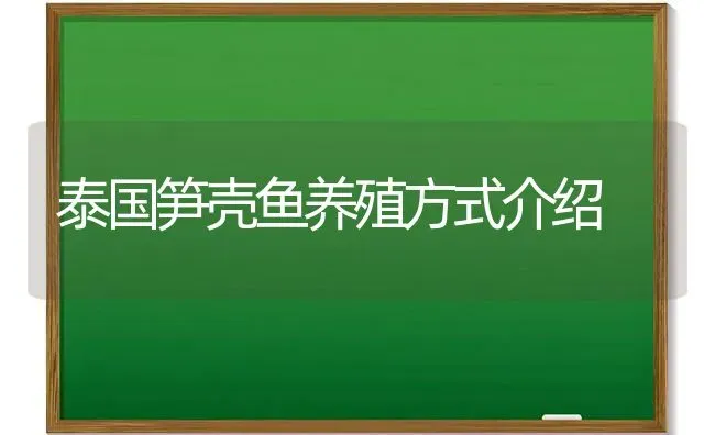 泰国笋壳鱼养殖方式介绍 | 淡水养殖