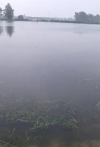 成功处理大闸蟹养殖塘水浑和蓝藻一例