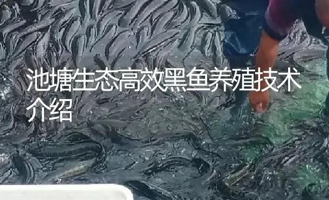 池塘生态高效黑鱼养殖技术介绍 | 淡水养殖