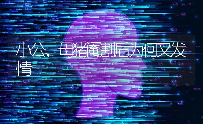 小公、母猪阉割后为何又发情 | 家畜养殖