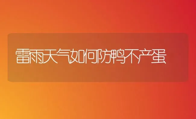 雷雨天气如何防鸭不产蛋 | 家禽养殖