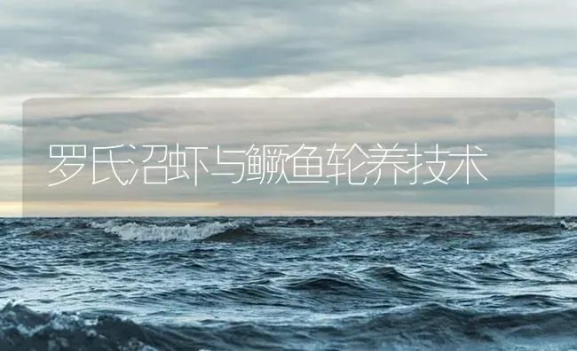 罗氏沼虾与鳜鱼轮养技术 | 海水养殖