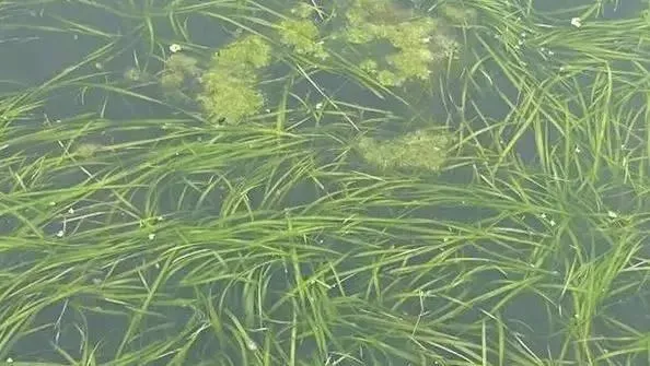小龙虾养殖户如何看待“养虾先养草”这句老话