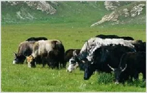 肉牛的生长繁育技术 | 农业养殖技术