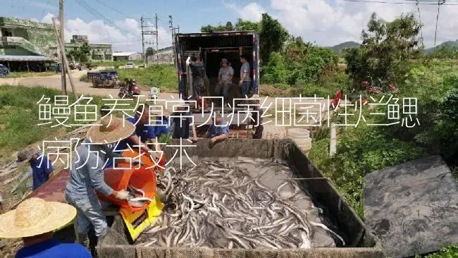 鳗鱼养殖常见病细菌性烂鳃病防治技术 | 淡水养殖