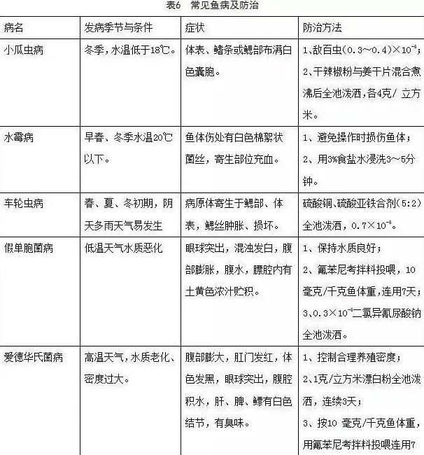 吉奥罗非鱼健康养殖技术