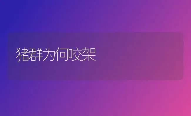 猪群为何咬架 | 家畜养殖
