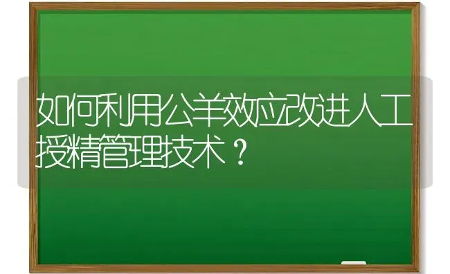 如何利用公羊效应改进人工授精管理技术？ | 家畜养殖