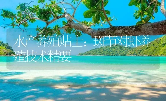 水产养殖贴士：斑节对虾养殖技术精要 | 海水养殖