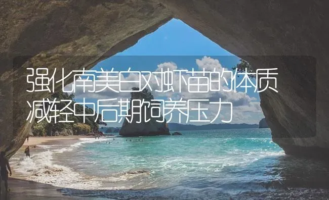 强化南美白对虾苗的体质 减轻中后期饲养压力 | 海水养殖