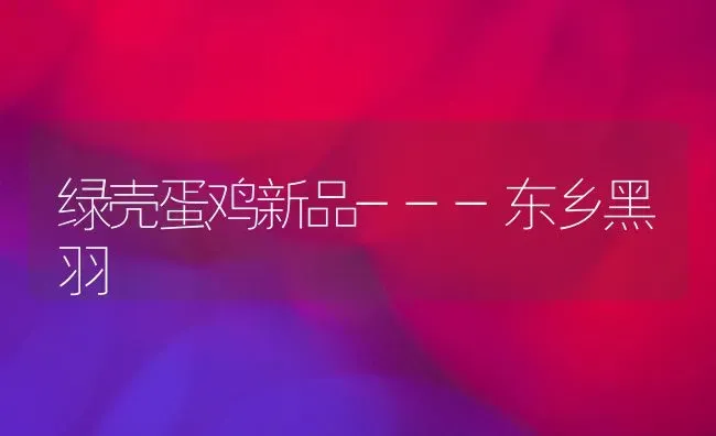绿壳蛋鸡新品---东乡黑羽 | 家禽养殖