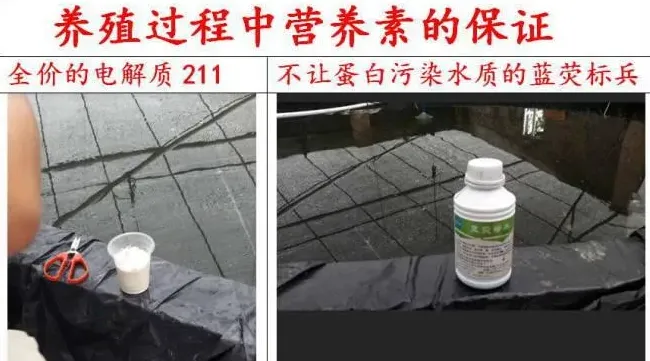 淡水小池超高密度养殖南美白对虾试验，考验一下设计的硬件