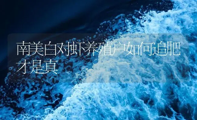 南美白对虾养殖户如何追肥才是真 | 海水养殖