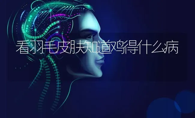 看羽毛皮肤知道鸡得什么病 | 家禽养殖