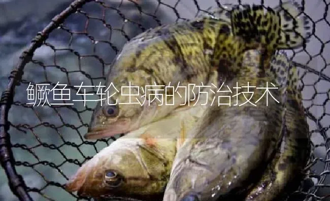 鳜鱼车轮虫病的防治技术 | 淡水养殖