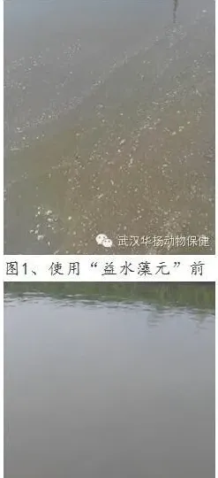 使用益水藻元有效调节油膜水案例分享