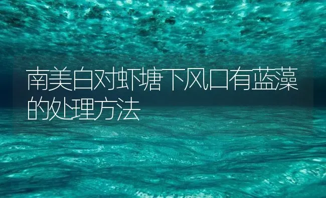 南美白对虾塘下风口有蓝藻的处理方法 | 海水养殖