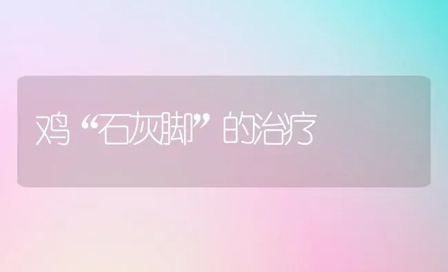 鸡“石灰脚”的治疗 | 家禽养殖