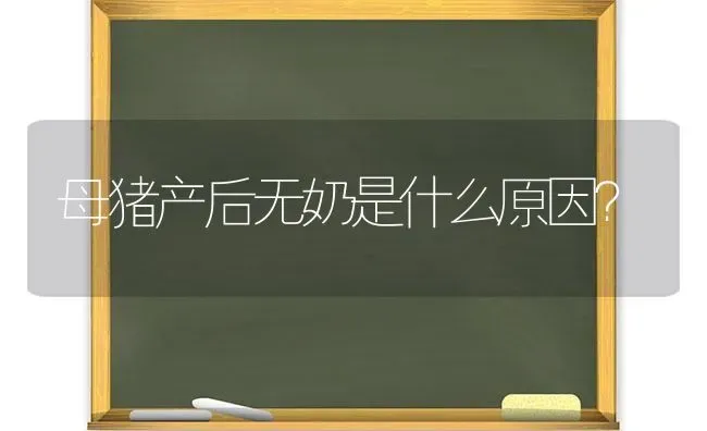 母猪产后无奶是什么原因？ | 家畜养殖