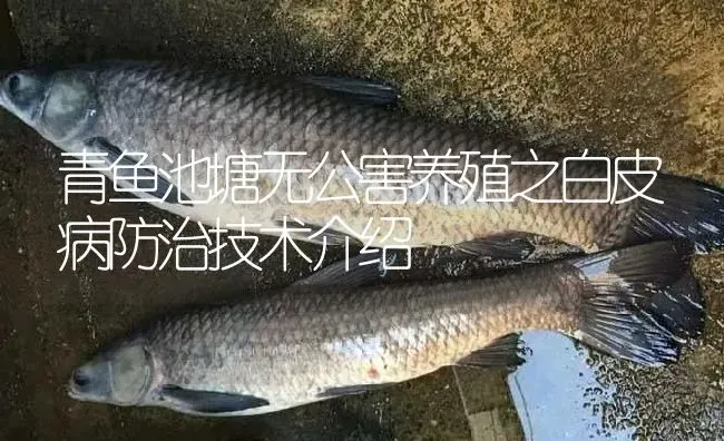 青鱼池塘无公害养殖之白皮病防治技术介绍 | 淡水养殖