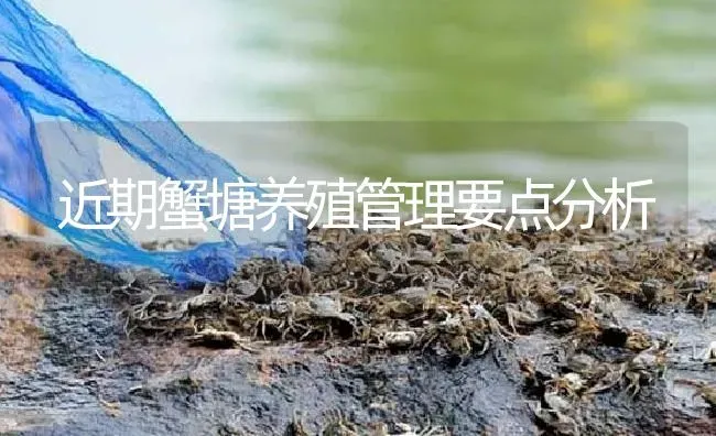 近期蟹塘养殖管理要点分析 | 淡水养殖