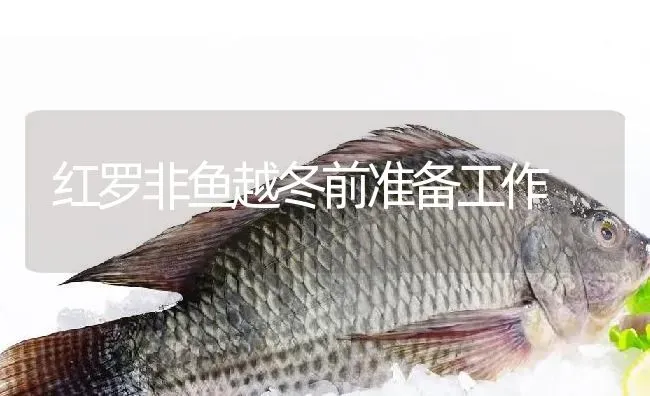 红罗非鱼越冬前准备工作 | 淡水养殖