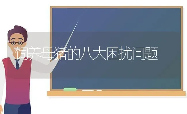 饲养母猪的八大困扰问题 | 家畜养殖