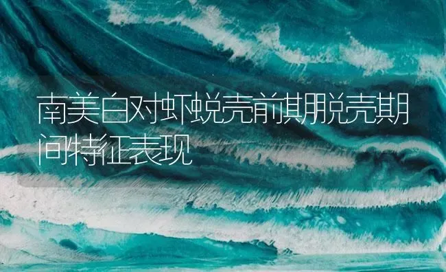 南美白对虾蜕壳前期脱壳期间特征表现 | 海水养殖