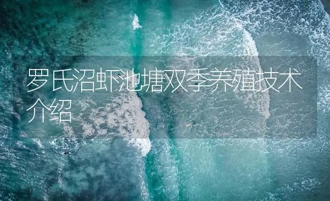 罗氏沼虾池塘双季养殖技术介绍 | 海水养殖
