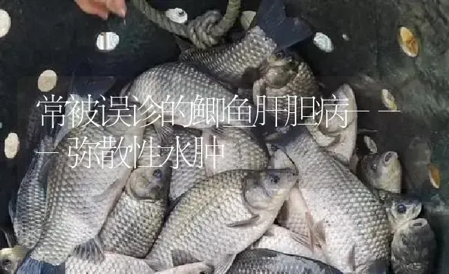 常被误诊的鲫鱼肝胆病---弥散性水肿 | 淡水养殖