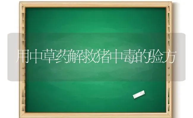 寒冬运输雏鸡苗需要注意这些事项 | 家禽养殖