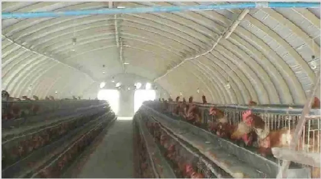 鸡舍怎么建设 如何建设好鸡舍？ | 农业养殖科普