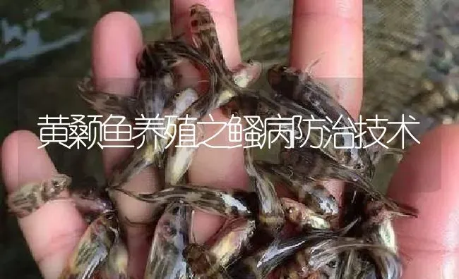 黄颡鱼养殖之鳋病防治技术 | 淡水养殖