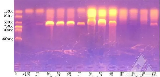 真鲷虹彩病毒引起网箱养殖斜带髭鲷死亡一例