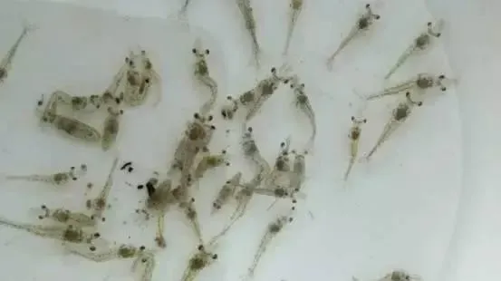 有多少对虾病害是因中毒引起的，你知道水体中都有哪些毒素吗？