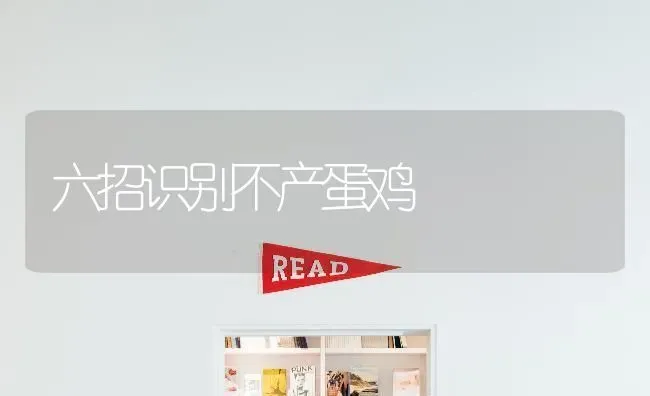六招识别不产蛋鸡 | 家禽养殖
