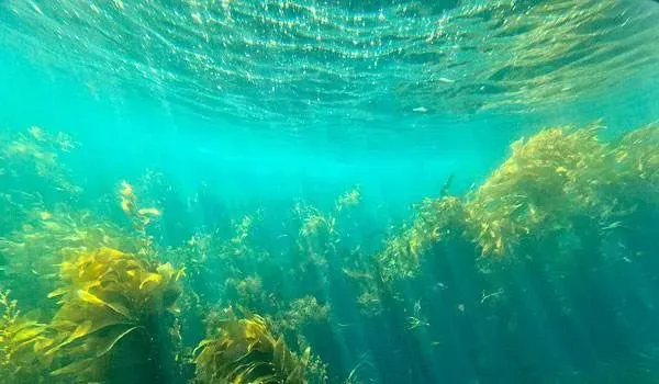 这12种水产品居然是抗癌神器？你经常吃哪些？