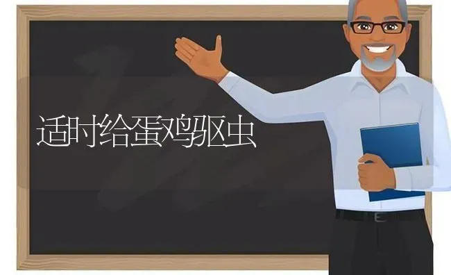 适时给蛋鸡驱虫 | 家禽养殖