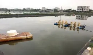 南美白对虾空肠空胃应该怎么处理