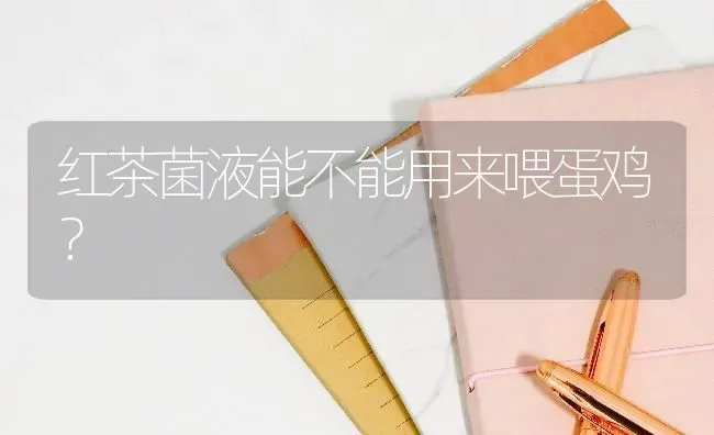 红茶菌液能不能用来喂蛋鸡？ | 家禽养殖