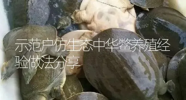 示范户仿生态中华鳖养殖经验做法分享 | 淡水养殖