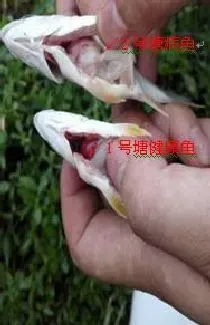 养殖户如何防控鱼类链球菌病