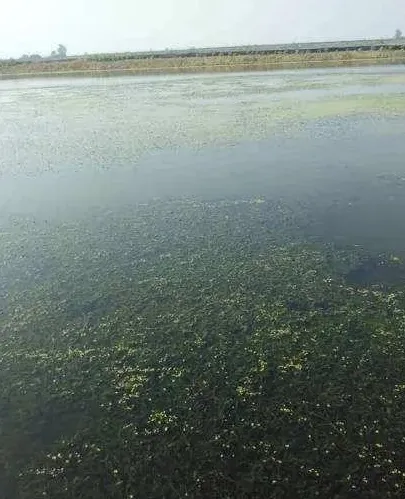 高温天气水产养殖的两大战役，我们该如何打响？