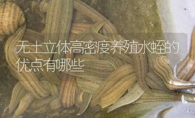无土立体高密度养殖水蛭的优点有哪些 | 特种养殖
