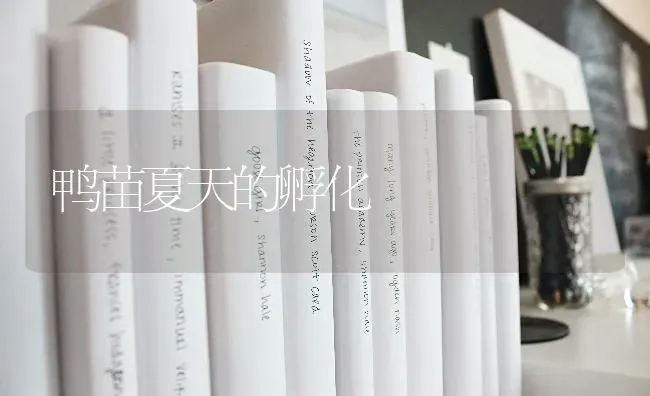 鸭苗夏天的孵化 | 家禽养殖
