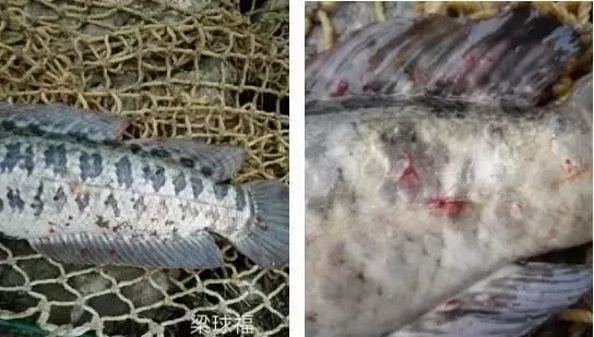 冬季生鱼“钉虫”（锚头鳋）的处理方法