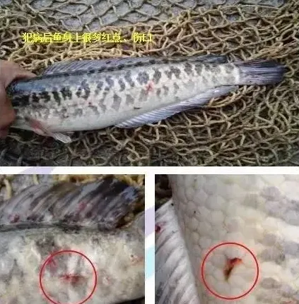 冬季生鱼“钉虫”（锚头鳋）的处理方法