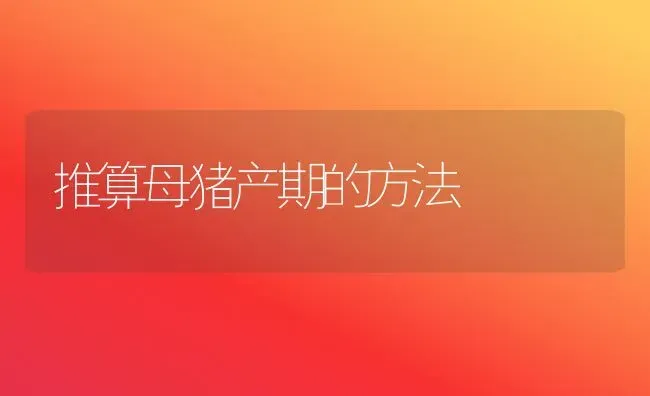 推算母猪产期的方法 | 家畜养殖