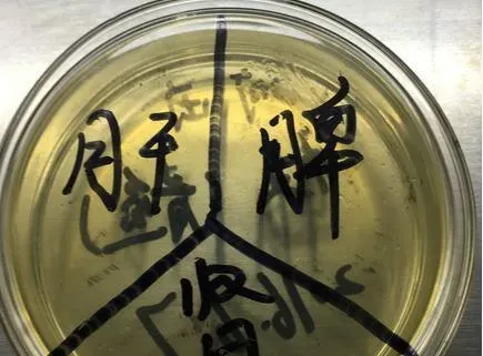 两个水库的草鱼青鱼同时发病，您用药合理了吗？